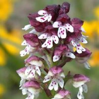 Orchis ustulata in der Badstube