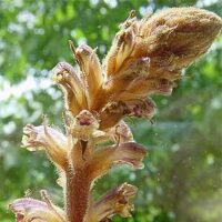 Kleewürger (Orobanche minor) wieder im Saarland aufgetaucht!