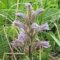 Fund der Violetten Sommerwurz Orobanche purpurea im NO-Saarland