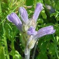 Weitere Orobanchen vom Hammelsberg: