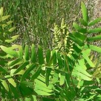Neues von den Königsfarnen (Osmunda regalis) im Rotenbachquellgebiet und im Schuster-Hannes-Bruch NE Bergen
