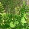 Neues von den Königsfarnen (Osmunda regalis) im Rotenbachquellgebiet und im Schuster-Hannes-Bruch NE Bergen