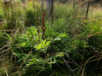 Neues vom Königsfarn, Osmunda regalis, im Oberen Rotenbachtal und im Schuster-Hannes-Bruch N Bergen