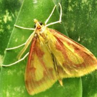 Erster Nachweis des Zünslers Ostrinia palustralis (HÜBNER, 1796 ) im Saarland
