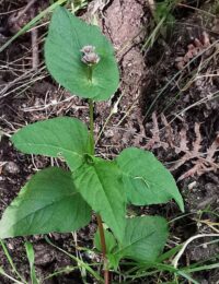 Kleines Vorkommen des Nepal-Knöterichs, Persicaria nepalensis (MEISN.) H. GROSS im Waldgebiet südlich Hermeskeil