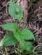 Kleines Vorkommen des Nepal-Knöterichs, Persicaria nepalensis (MEISN.) H. GROSS im Waldgebiet südlich Hermeskeil