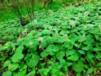 Die Weiße Pestwurz – Petasites albus (L.) Gaertn. – im Saarland