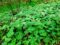 Die Weiße Pestwurz – Petasites albus (L.) Gaertn. – im Saarland