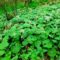 Die Weiße Pestwurz – Petasites albus (L.) Gaertn. – im Saarland