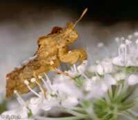 Heute ist mir wieder der Teufel begegnet!