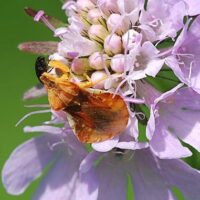 Neue Funde der Gespensterwanze Phymata crassipes im Saarland