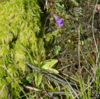 Nachtrag zu: Wiederfunde verschollen geglaubter Arten im mittleren Saarland vom Mai 2006 Drosera rotundifolia, Lycopodiella inundata und Neufund von Pinguicula sp. für das Saargebiet