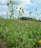 Nachweis des Sand-Wegerichs (Plantago arenaria) in Schiffweiler