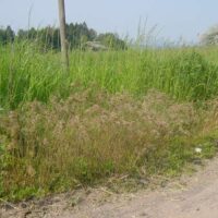Poa bulbosa, das Zwiebel-Rispengras auf der „Nunkircher Höhe“ zwischen Michelbach und Nunkirchen