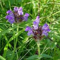 Prunella grandiflora am Kalbenberg bei Ballweiler
