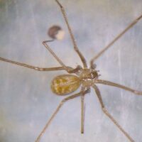 Erster Nachweis von Simons Zitterspinne (Psilochorus simoni) im Saarland