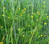 Acker-Hahnenfuß (Ranunculus arvensis) in der Gemeinde Schmelz nach 20 Jahren wiedergefunden