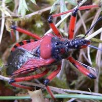 Weiterer Fund einer Roten Mordwanze Rhynocoris iracundus (PODA) im Saarland