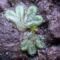 Erstfund des Bewimperten Sternlebermoos Riccia ciliata im Saarland