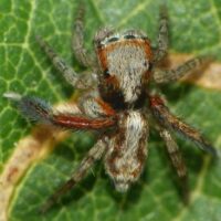 Fund der mediterranen Springspinne Saitis barbipes in Saarlouis-Picard