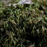Scorpiurium circinatum – Zweitfund für Deutschland