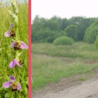 Bienen-Ragwurze (Ophrys apifera) auch in Diefflen!
