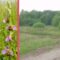 Bienen-Ragwurze (Ophrys apifera) auch in Diefflen!