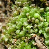 Sphaerocarpus texanus an der Obermosel