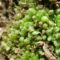 Sphaerocarpus texanus an der Obermosel