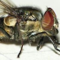 Nachweise der Fliege Stomorhina lunata (Fabricius 1805) (Diptera: Calliphoridae) im Saarland