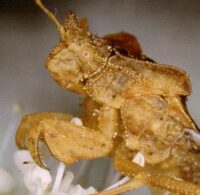 Der Teufel Phymata crassipes (FABR.) auch in Lothringen (Nom français: Punaise-guitare).