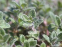 Der Behaarte Arznei-Thymian (Thymus pulegioides subsp. carniolicus = Th. froelichianus) am Hofberg, neu für das Saarland