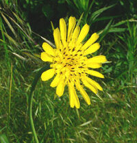 Die Gattung Tragopogon im Saarland
