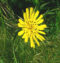 Die Gattung Tragopogon im Saarland