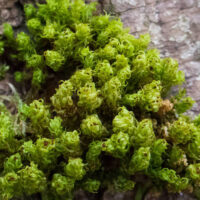 Das „Küstenmoos“ Ulota phyllantha jetzt auch im Saarland