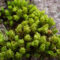 Das „Küstenmoos“ Ulota phyllantha jetzt auch im Saarland